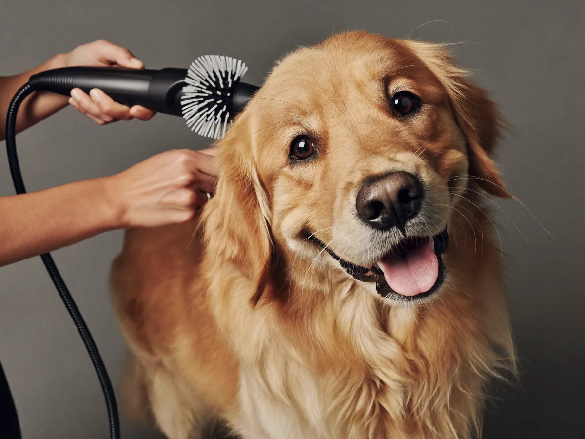 Happy dog after a professional grooming session